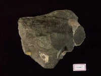 腹足類化石藏品圖，第3張